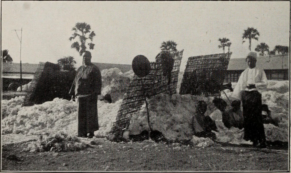 An illustration from Indian cotton, 1915, leaf 217