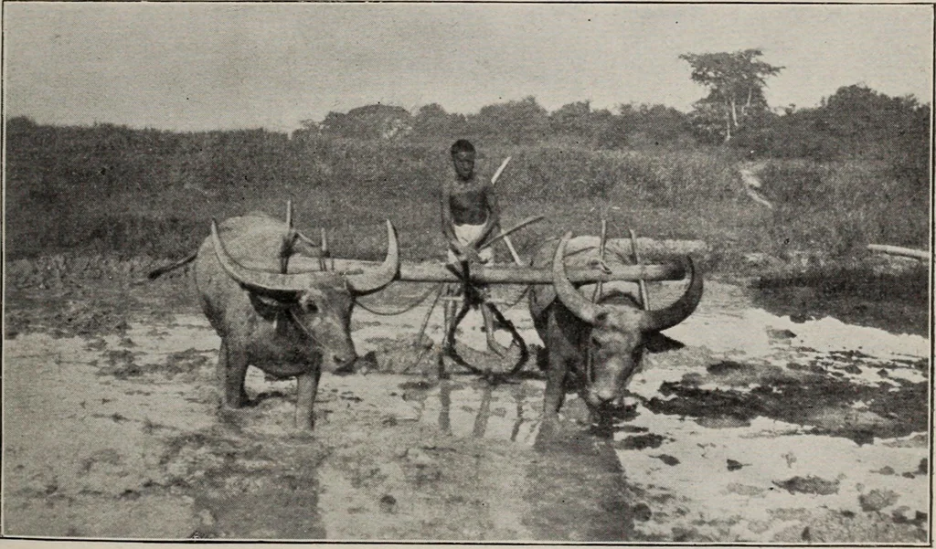 An illustration from Indian cotton, 1915, leaf 220