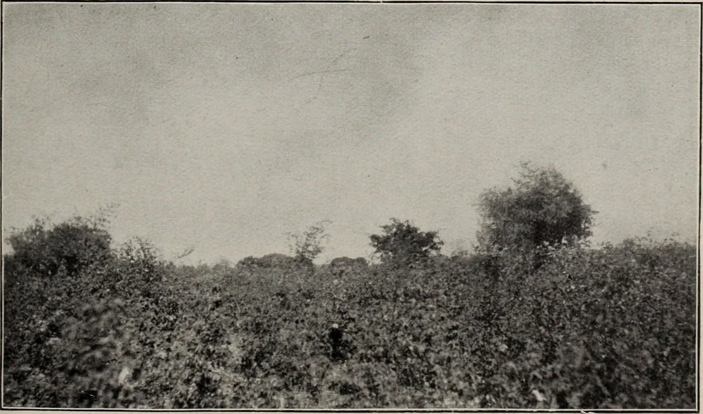 An illustration from Indian cotton, 1915, leaf 222