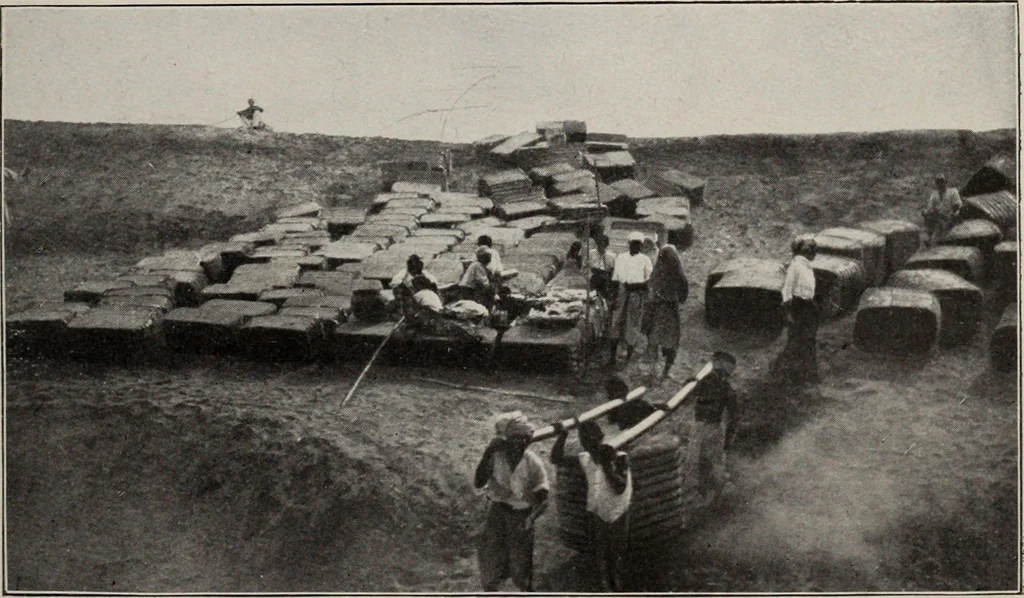 An illustration from Indian cotton, 1915, leaf 224