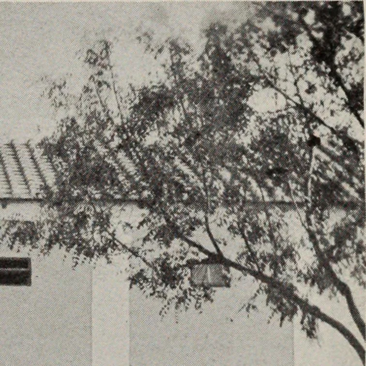 An illustration from Indian cotton, 1915, leaf 236