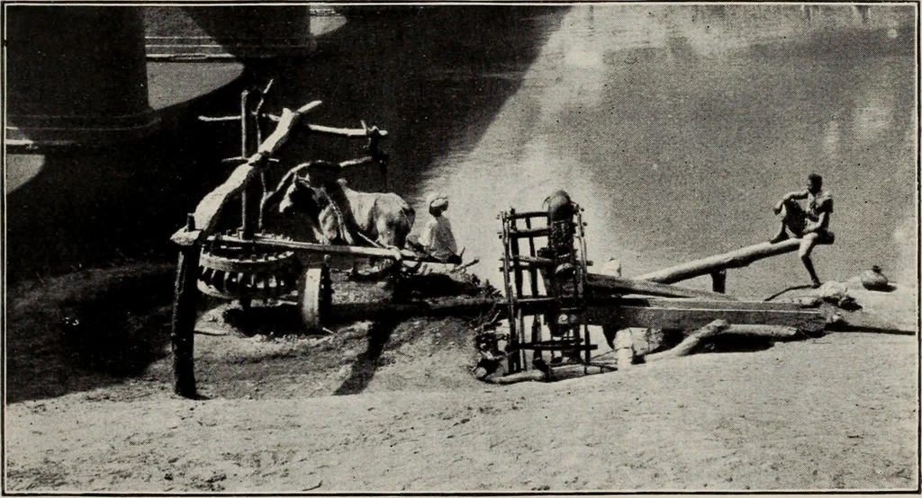 An illustration from Indian cotton, 1915, leaf 36