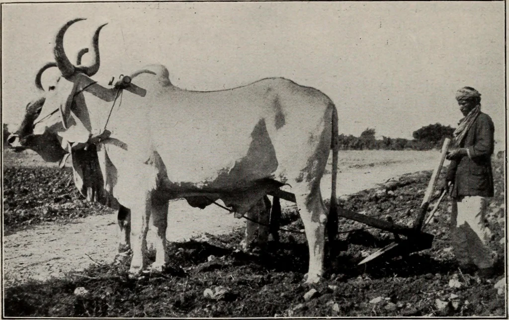An illustration from Indian cotton, 1915, leaf 41