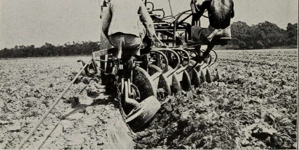 An illustration from Indian cotton, 1915, leaf 41