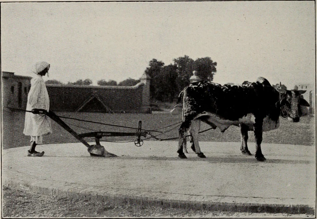 An illustration from Indian cotton, 1915, leaf 43