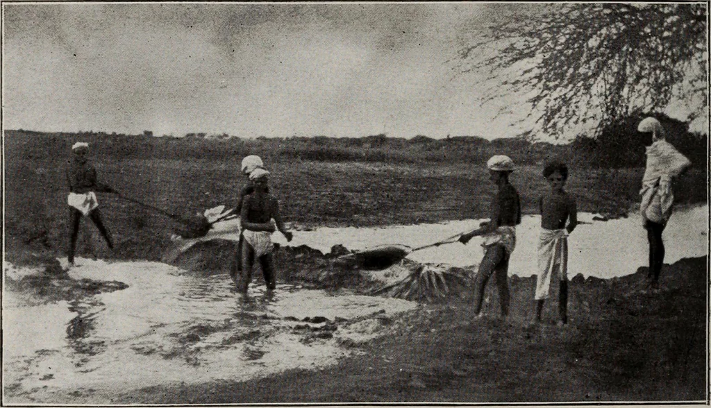An illustration from Indian cotton, 1915, leaf 57