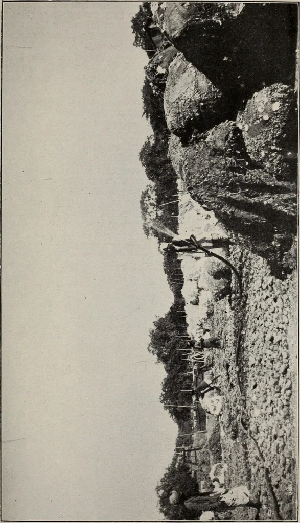 An illustration from Indian cotton, 1915, leaf 80