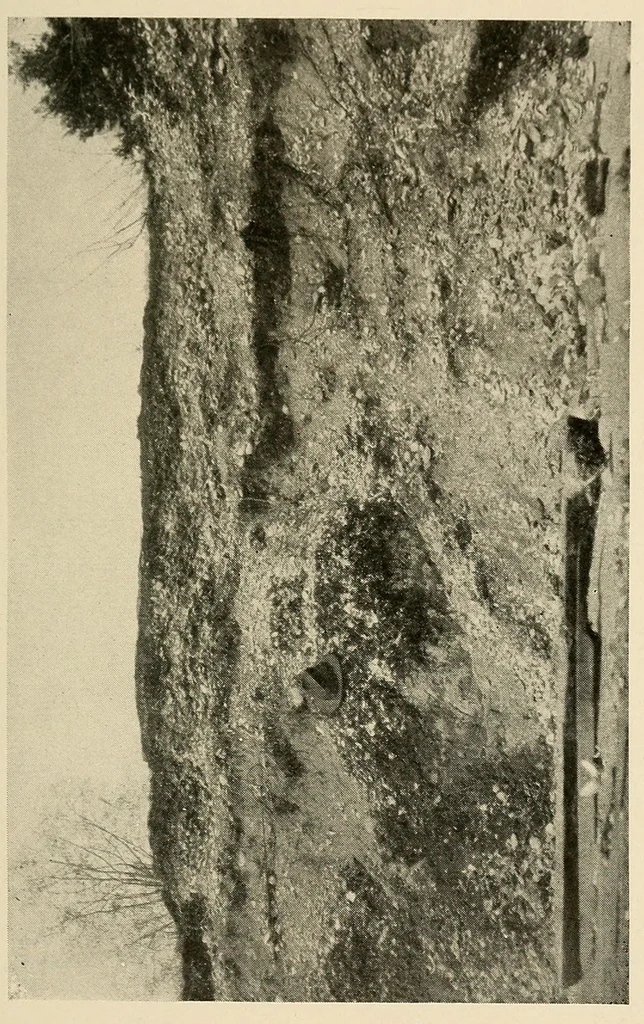An illustration from Indian houses of Puget Sound, 1921, leaf 39
