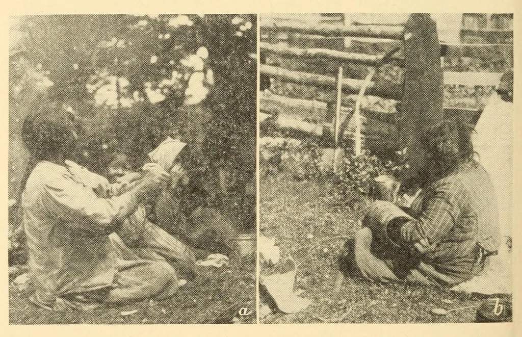An illustration from Indian notes, 1924, leaf 356