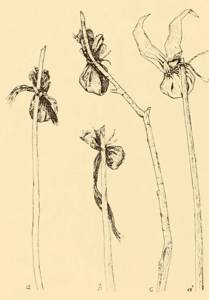 An illustration from Indian notes, 1924, leaf 222