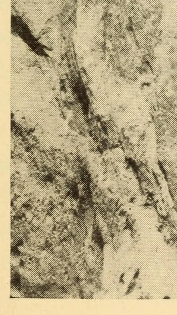 An illustration from Indian notes, 1924, leaf 255