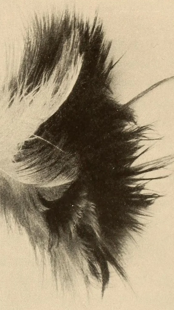 An illustration from The Indians of Tierra del Fuego, 1928, leaf 203