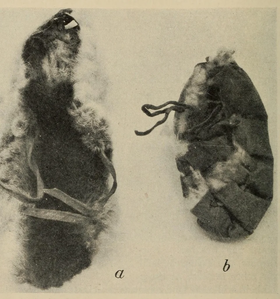An illustration from The Indians of Tierra del Fuego, 1928, leaf 68