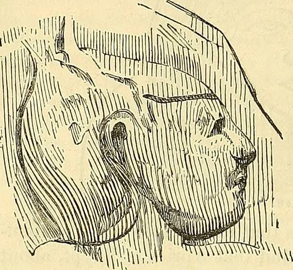 An illustration from Indigenous races of the earth;, 1857, leaf 159