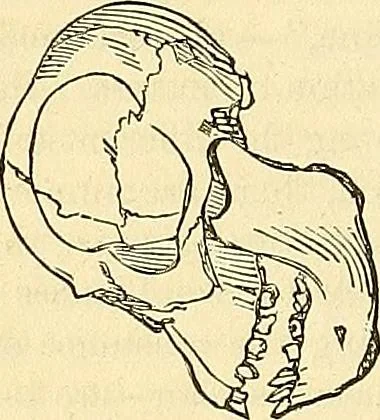 An illustration from Indigenous races of the earth;, 1857, leaf 233