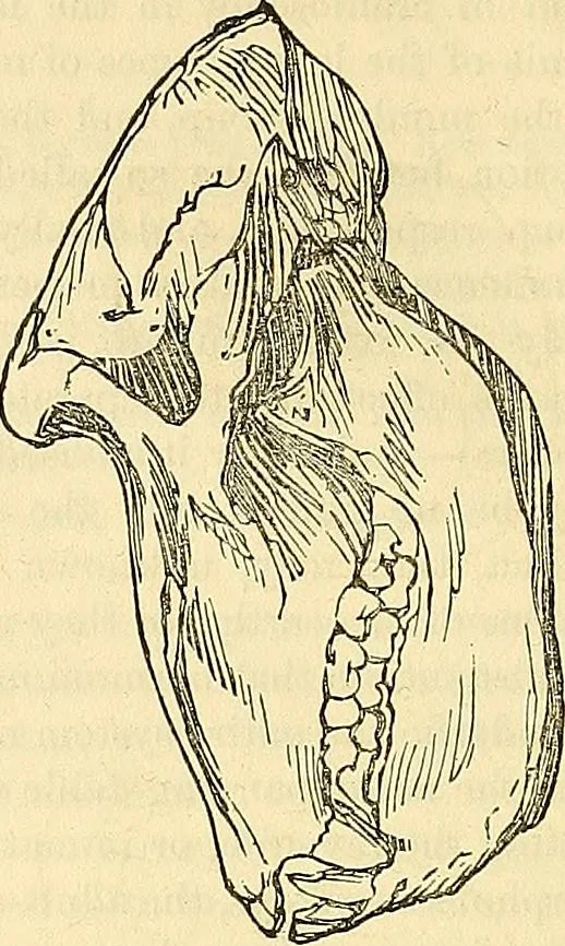 An illustration from Indigenous races of the earth;, 1857, leaf 233