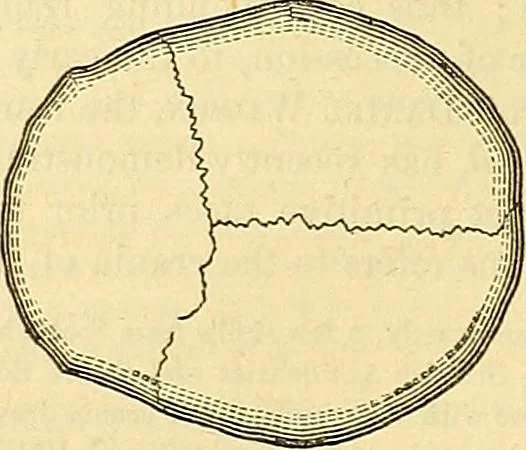 An illustration from Indigenous races of the earth;, 1857, leaf 321