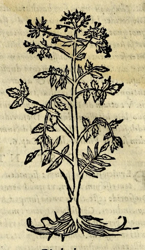 An illustration from In Dioscoridis Anazarbei De materia medica libros quinque,, 1558, leaf 116