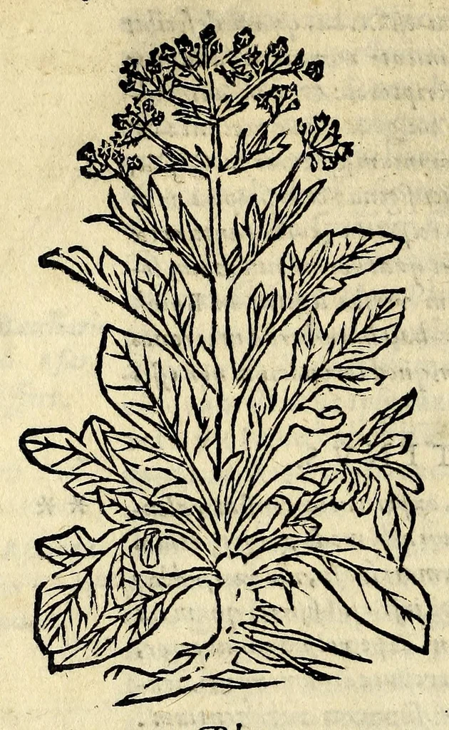 An illustration from In Dioscoridis Anazarbei De materia medica libros quinque,, 1558, leaf 116