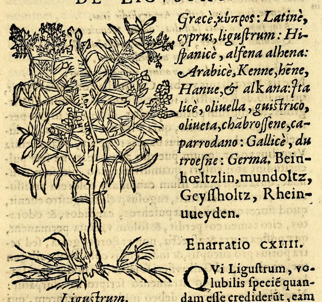 An illustration from In Dioscoridis Anazarbei De materia medica libros quinque,, 1558, leaf 239