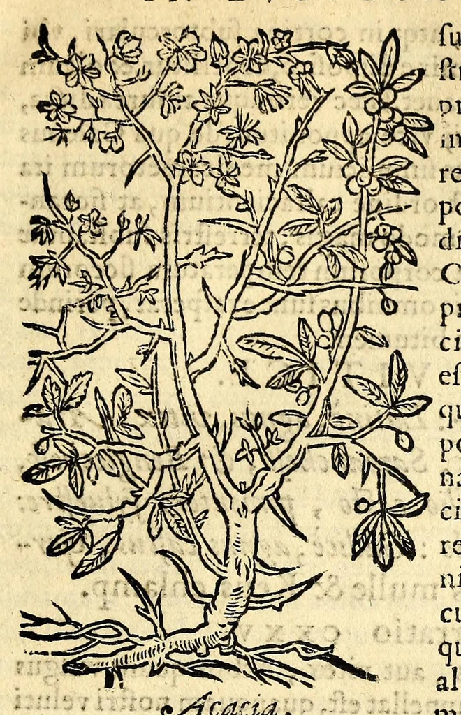 An illustration from In Dioscoridis Anazarbei De materia medica libros quinque,, 1558, leaf 259