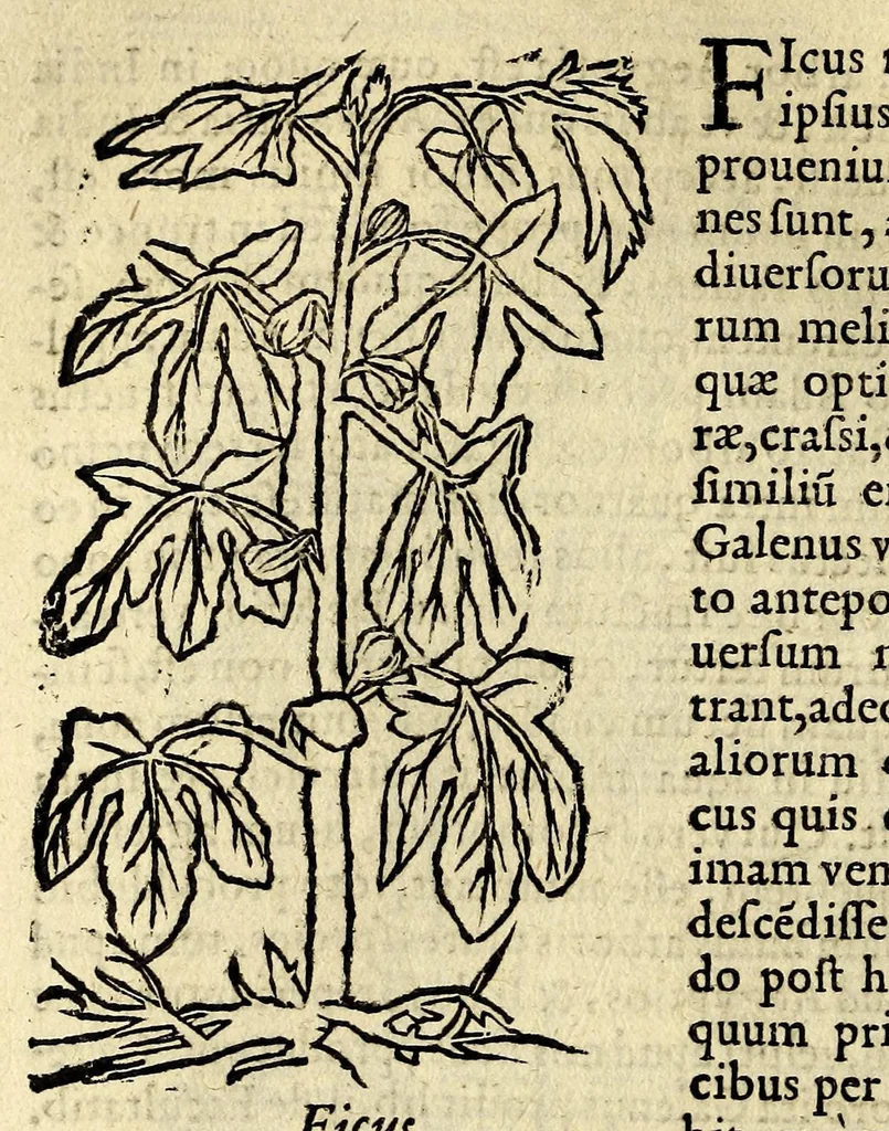 An illustration from In Dioscoridis Anazarbei De materia medica libros quinque,, 1558, leaf 312