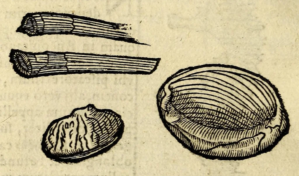 An illustration from In Dioscoridis Anazarbei De materia medica libros quinque,, 1558, leaf 322