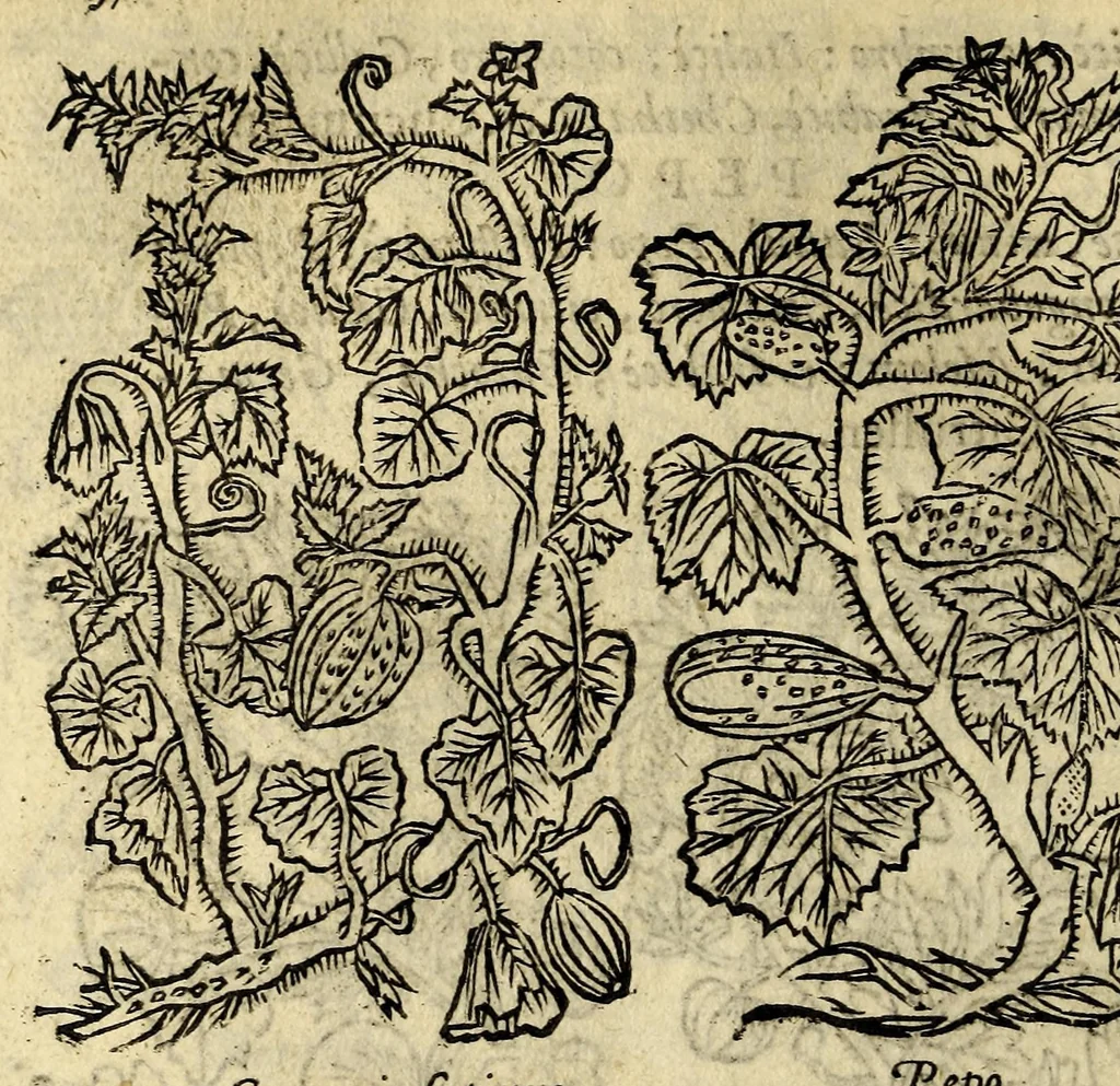 An illustration from In Dioscoridis Anazarbei De materia medica libros quinque,, 1558, leaf 456