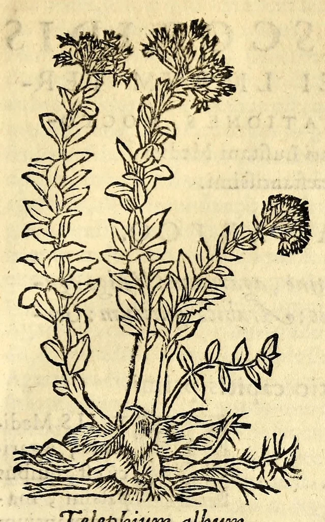 An illustration from In Dioscoridis Anazarbei De materia medica libros quinque,, 1558, leaf 511