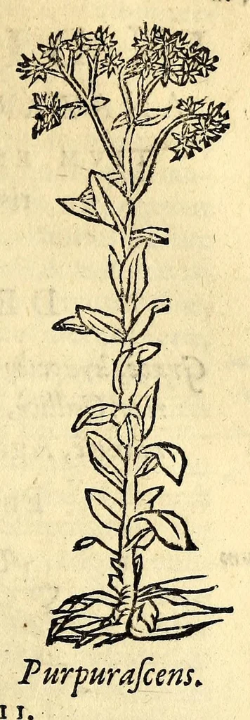 An illustration from In Dioscoridis Anazarbei De materia medica libros quinque,, 1558, leaf 511