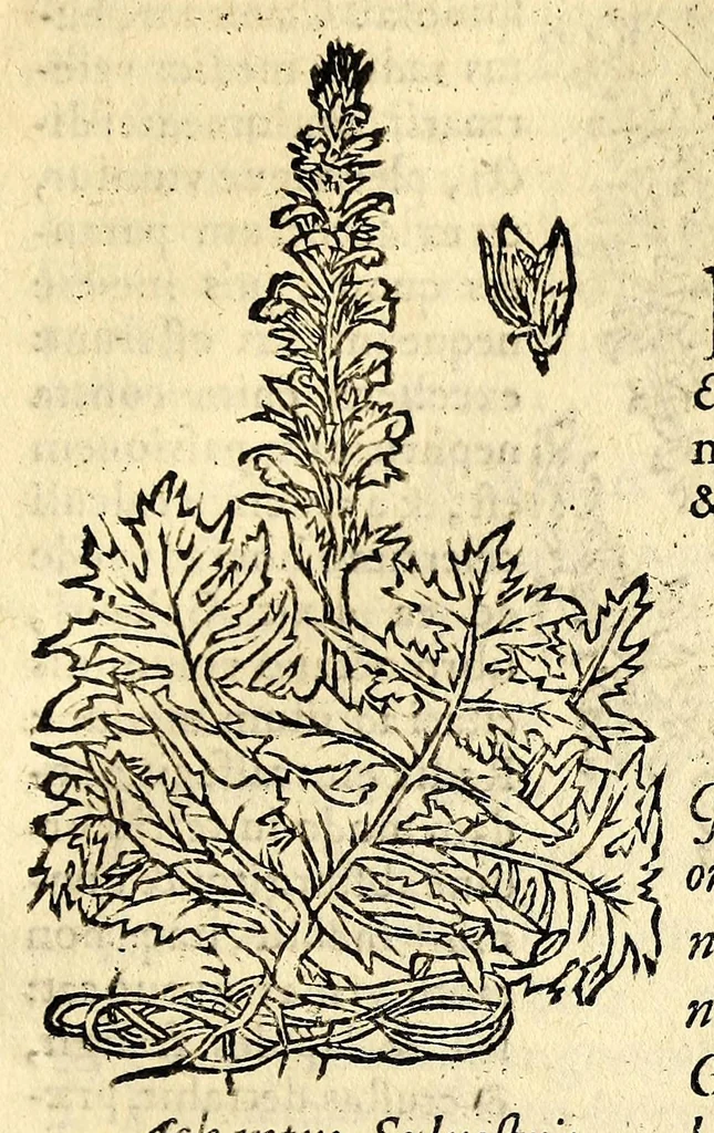 An illustration from In Dioscoridis Anazarbei De materia medica libros quinque,, 1558, leaf 535