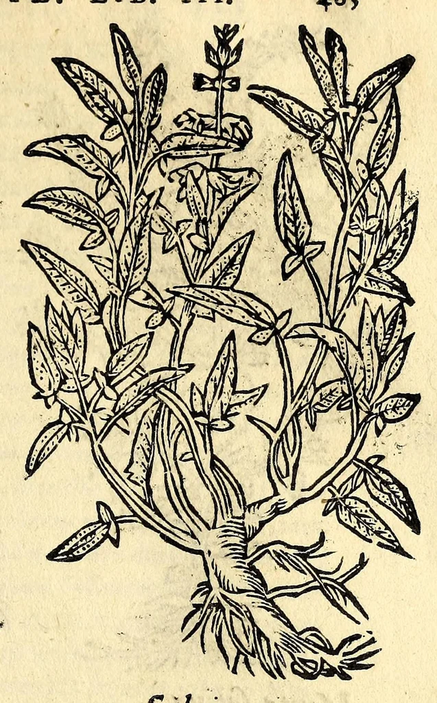 An illustration from In Dioscoridis Anazarbei De materia medica libros quinque,, 1558, leaf 549