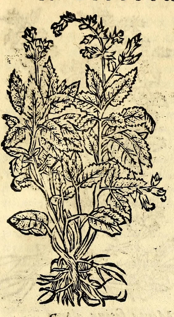 An illustration from In Dioscoridis Anazarbei De materia medica libros quinque,, 1558, leaf 549