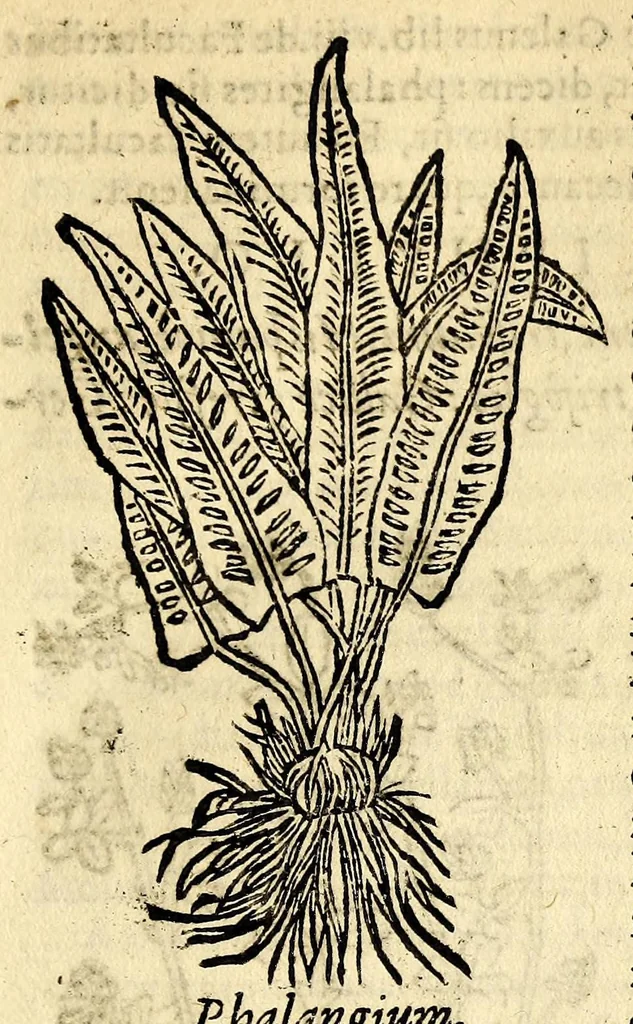 An illustration from In Dioscoridis Anazarbei De materia medica libros quinque,, 1558, leaf 619