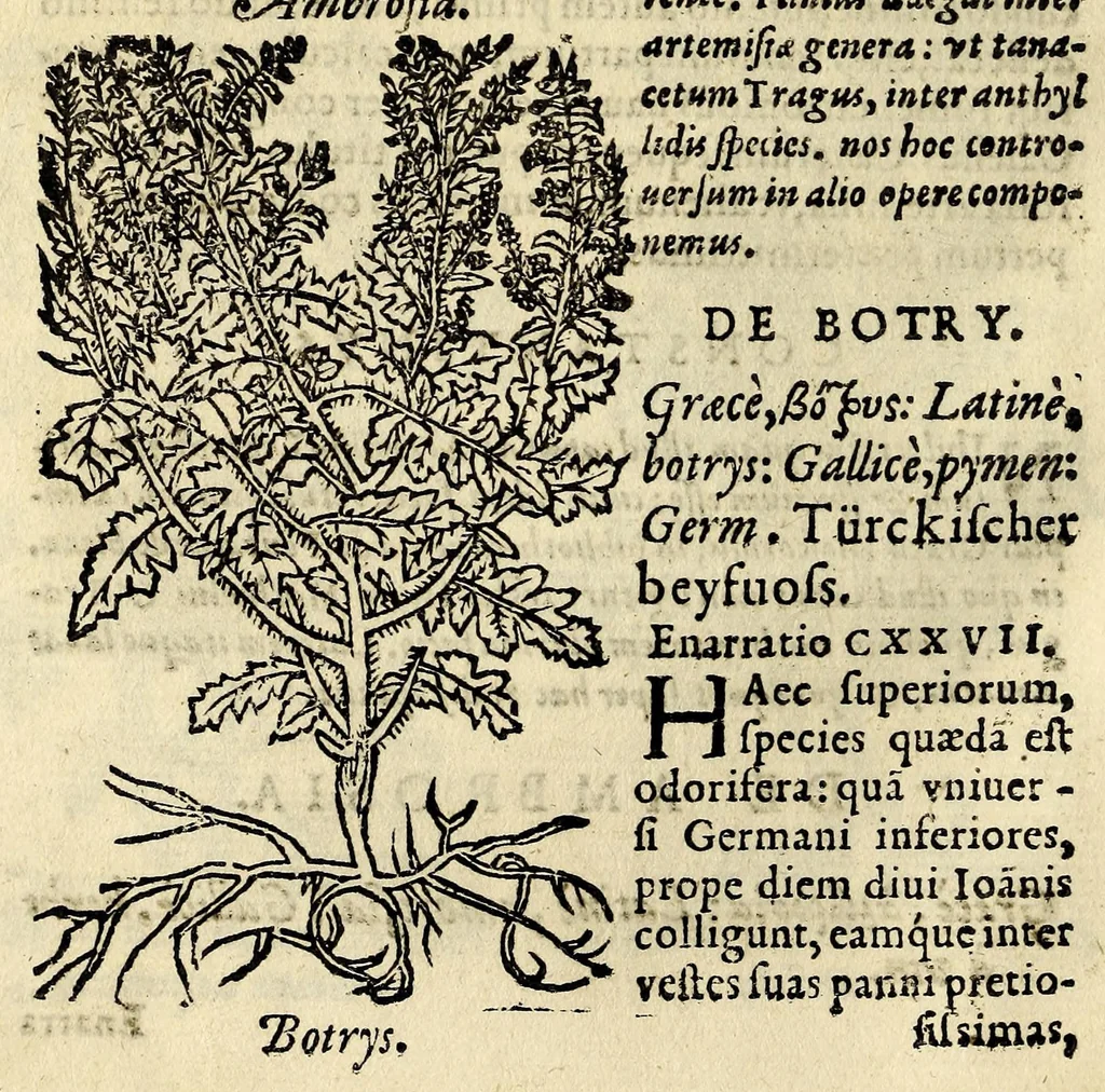 An illustration from In Dioscoridis Anazarbei De materia medica libros quinque,, 1558, leaf 626