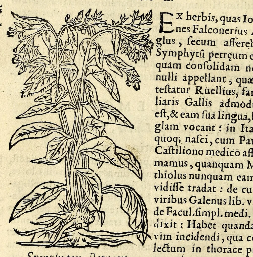 An illustration from In Dioscoridis Anazarbei De materia medica libros quinque,, 1558, leaf 672