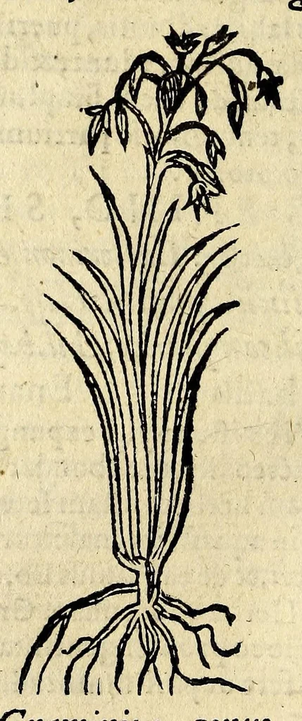 An illustration from In Dioscoridis Anazarbei De materia medica libros quinque,, 1558, leaf 690