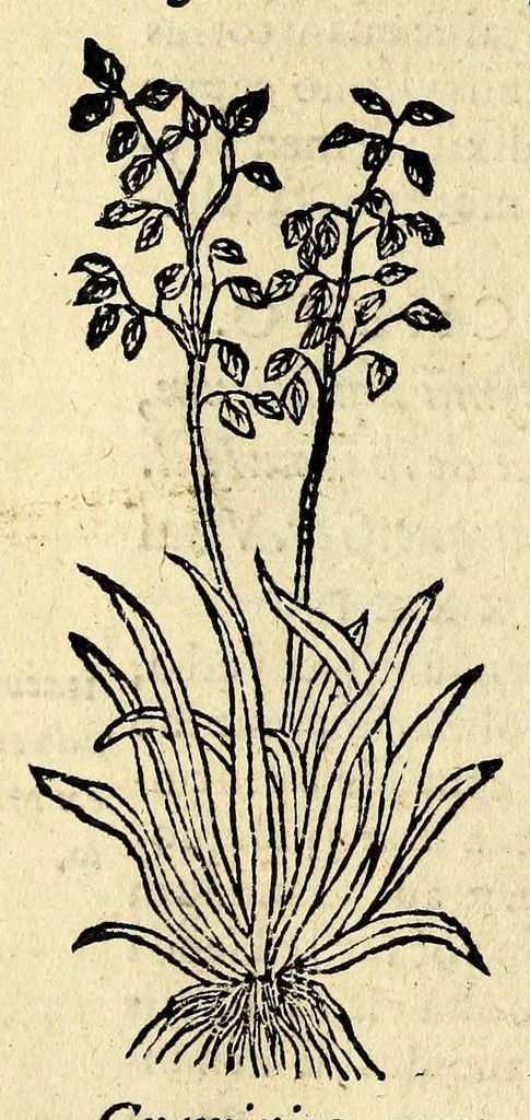 An illustration from In Dioscoridis Anazarbei De materia medica libros quinque,, 1558, leaf 690