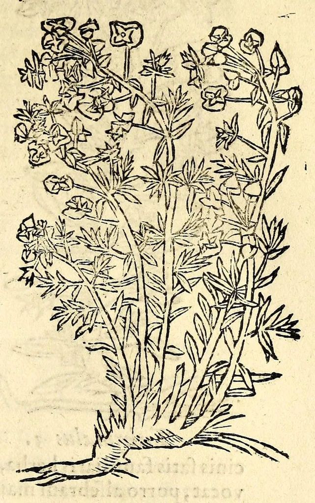 An illustration from In Dioscoridis Anazarbei De materia medica libros quinque,, 1558, leaf 803