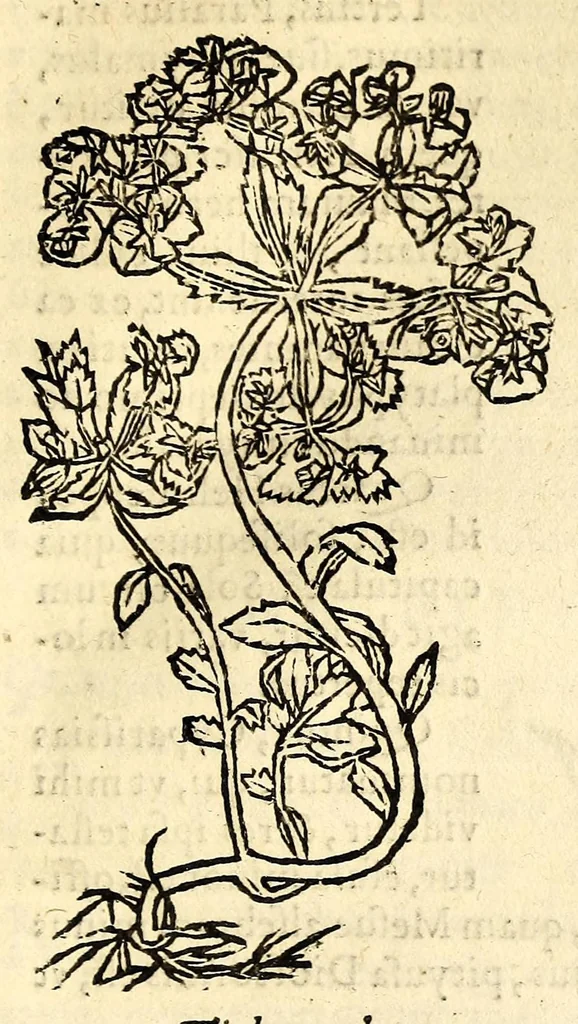 An illustration from In Dioscoridis Anazarbei De materia medica libros quinque,, 1558, leaf 803