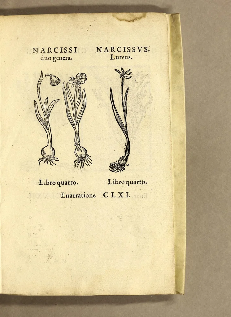 An illustration from In Dioscoridis Anazarbei De materia medica libros quinque,, 1558, leaf 905