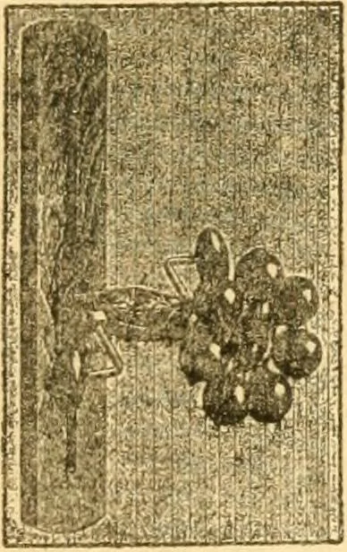 An illustration from Indoor and outdoor gymnastic games, 1915, leaf 92