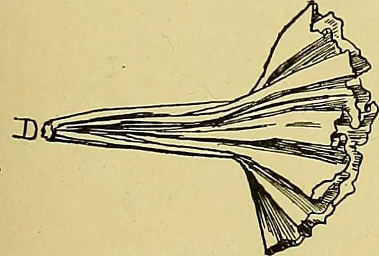 An illustration from Indoor and outdoor handicraft and recreation for girls, 1904, leaf 112