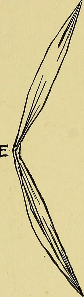 An illustration from Indoor and outdoor handicraft and recreation for girls, 1904, leaf 114