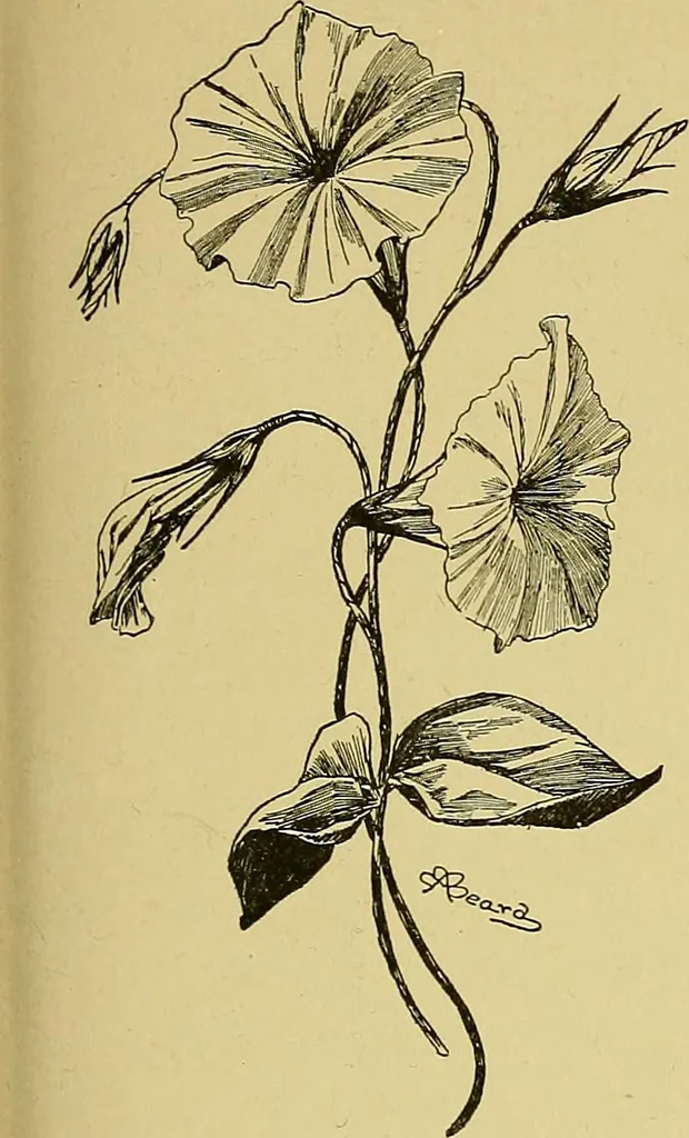 An illustration from Indoor and outdoor handicraft and recreation for girls, 1904, leaf 116