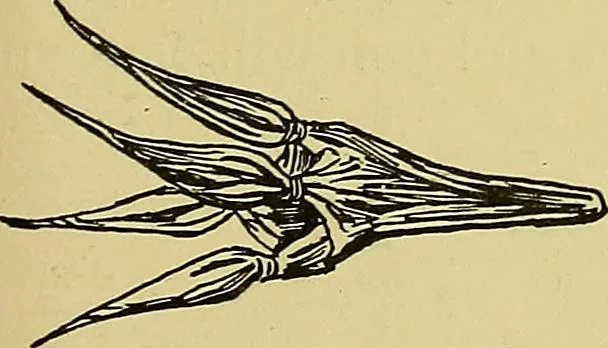 An illustration from Indoor and outdoor handicraft and recreation for girls, 1904, leaf 118