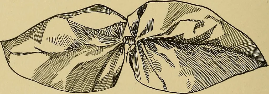 An illustration from Indoor and outdoor handicraft and recreation for girls, 1904, leaf 119