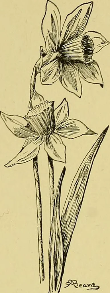 An illustration from Indoor and outdoor handicraft and recreation for girls, 1904, leaf 120