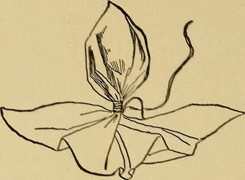 An illustration from Indoor and outdoor handicraft and recreation for girls, 1904, leaf 121