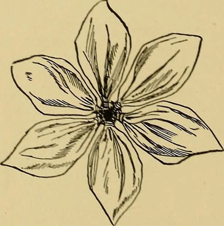 An illustration from Indoor and outdoor handicraft and recreation for girls, 1904, leaf 121